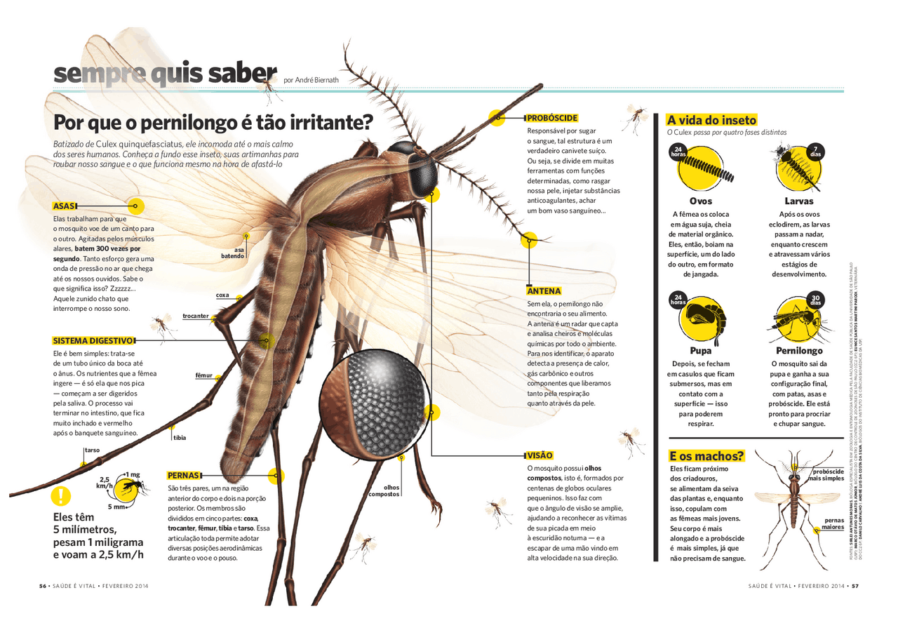 Por que o pernilongo é tão irritante? | Notas de aula Zoologia | Docsity