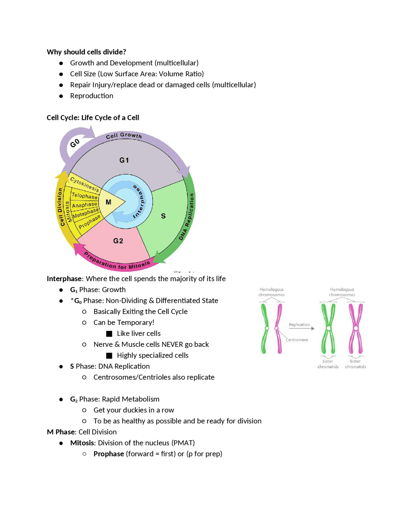 Cell Cycle Study Guide | Study Guides, Projects, Research Cell Biology ...