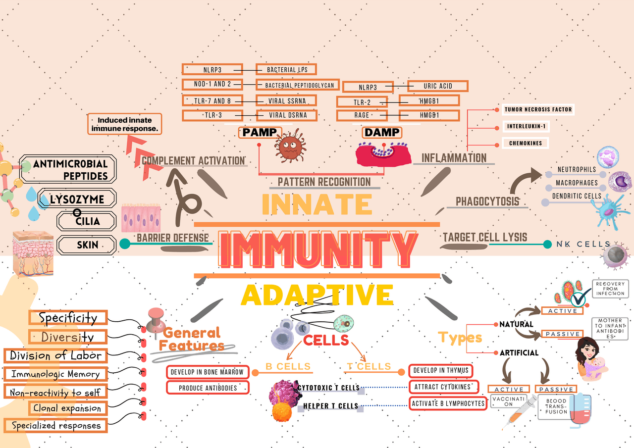 Innate and Adaptive Immunity Overview Schemes and Mind Maps
