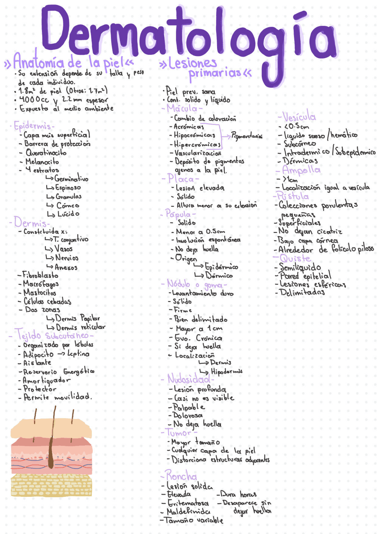 Lesiones elementales en dermatología | Apuntes de Dermatología | Docsity