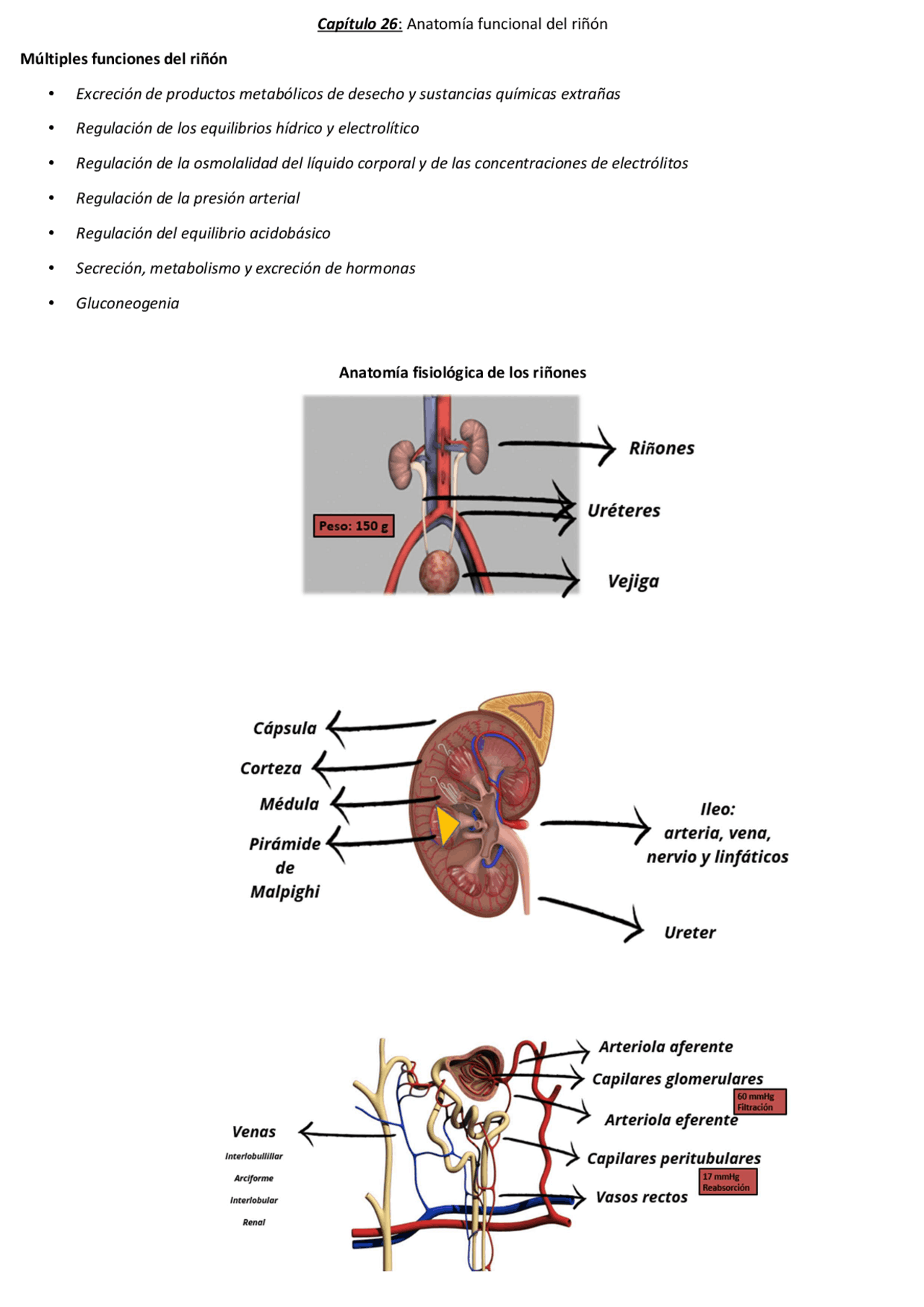 Funciones Riñon Guyton 26: Anatomía funcional del riñón | Resúmenes de Fisiología | Docsity