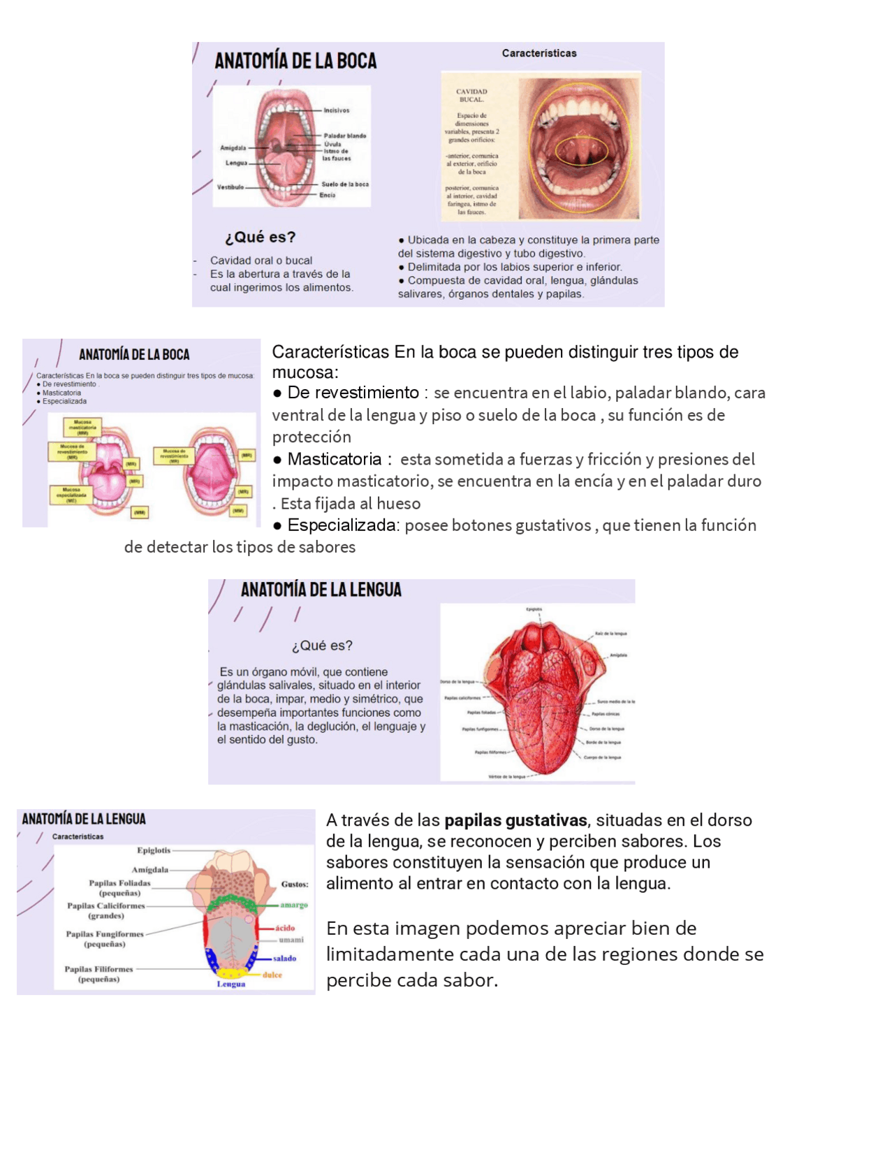 Características de la Anatomía Oral: Tipos de Mucosa y Músculos ...