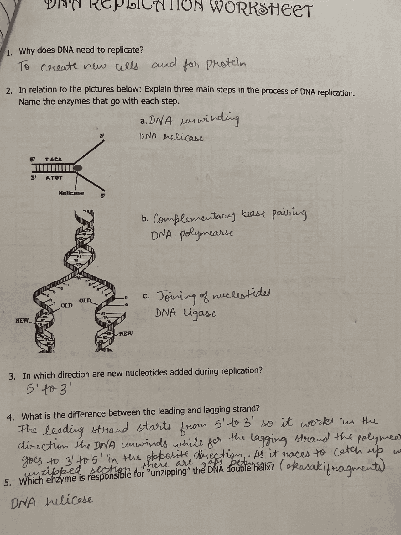 Dna replication and cell membrane notes | Study notes Biology | Docsity