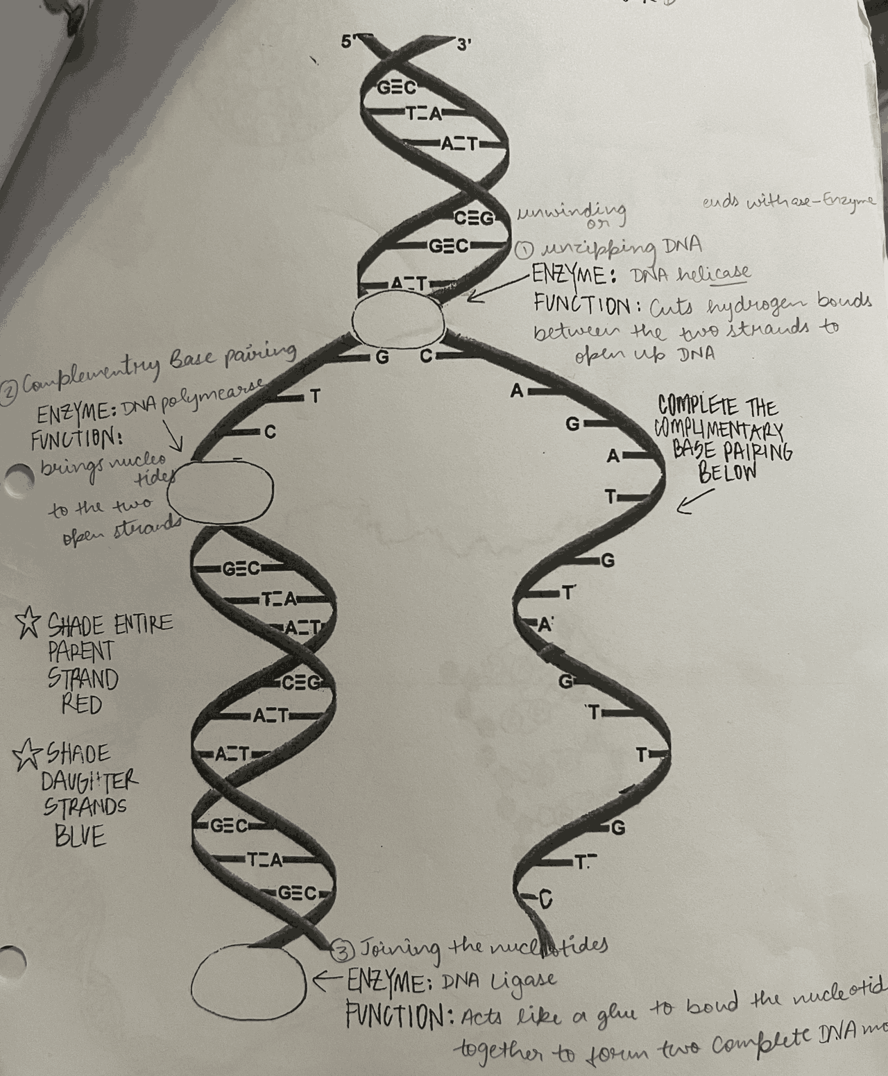 Dna replication and cell membrane notes | Study notes Biology | Docsity