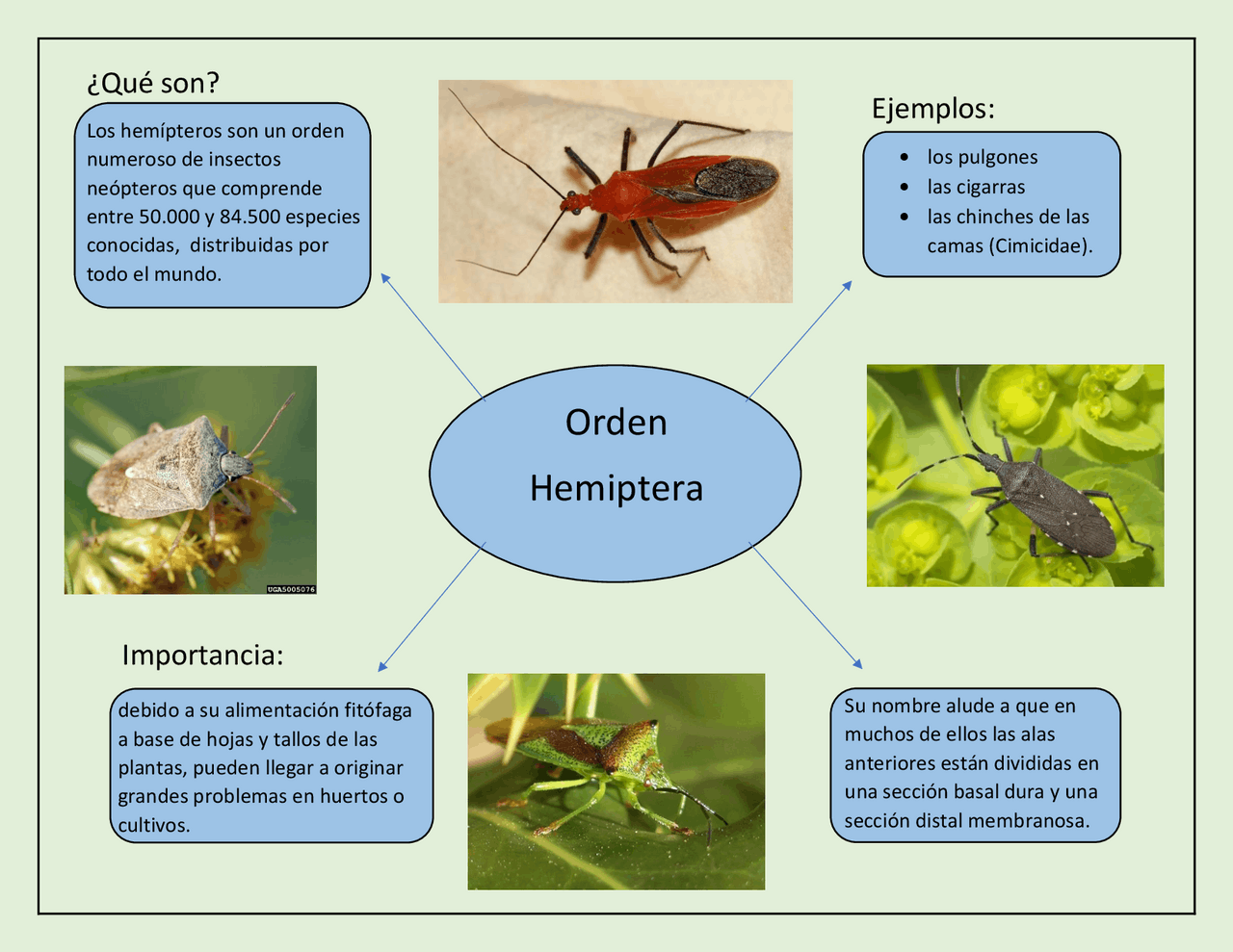 Mapa conceptual del orden hemíptera | Esquemas y mapas conceptuales de