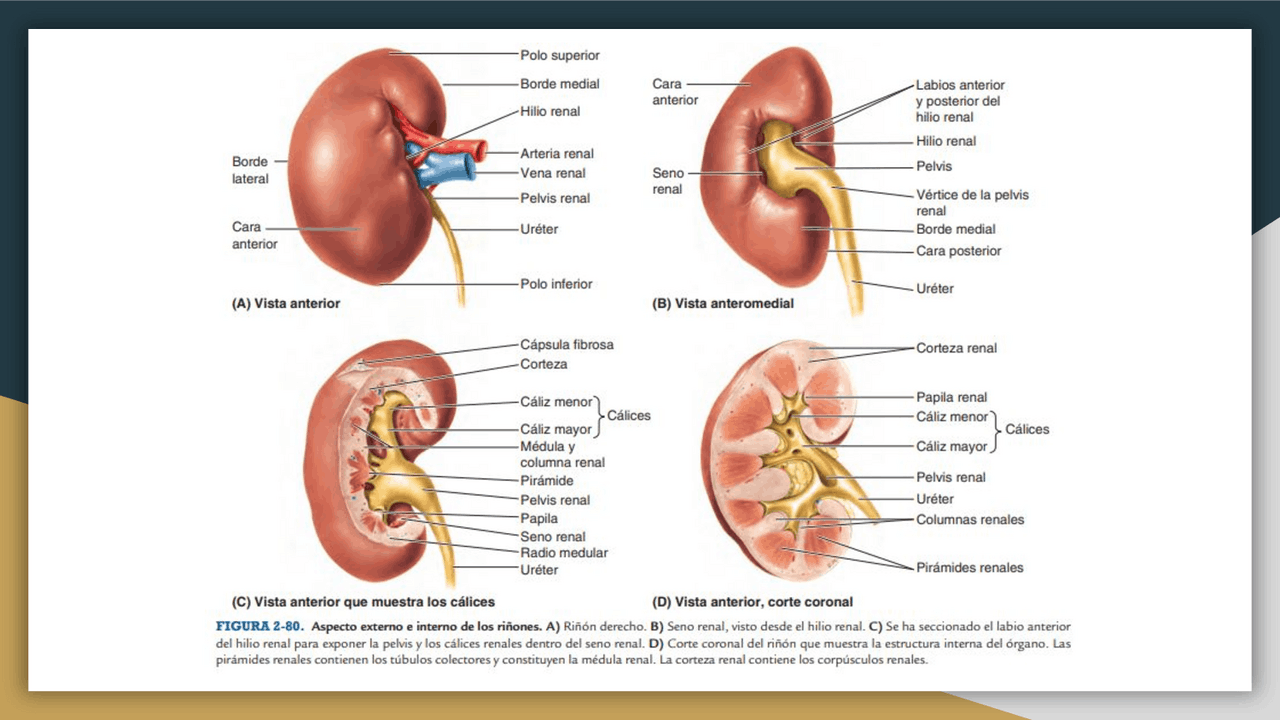 Anatomia, apuntes de clases sobre inforgráfia | Apuntes de Anatomía ...