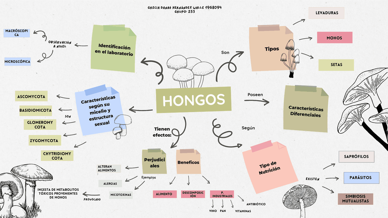Mapa Conceptual De Los Hongos Y Las Bacterias