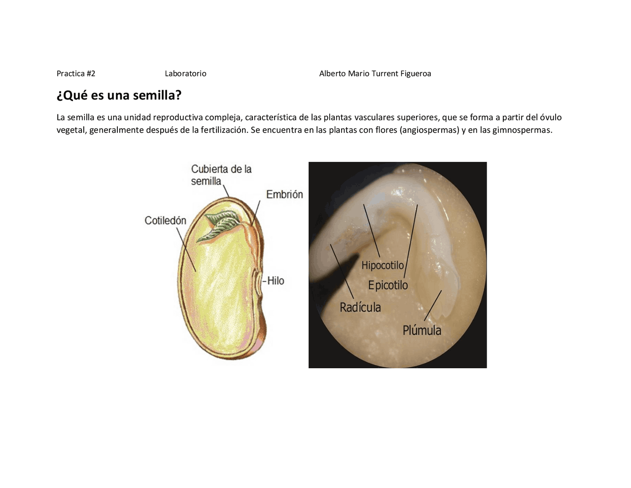 Que es una semilla y sus partes Esquemas y mapas conceptuales de Fisiología de las Plantas Que es una semilla y sus partes Esquemas y mapas conceptuales de Fisiología de las Plantas