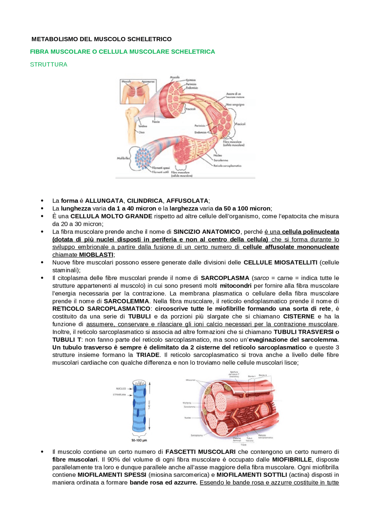 Biochimica dell'esercizio Dispense di Biochimica Metabolica Docsity