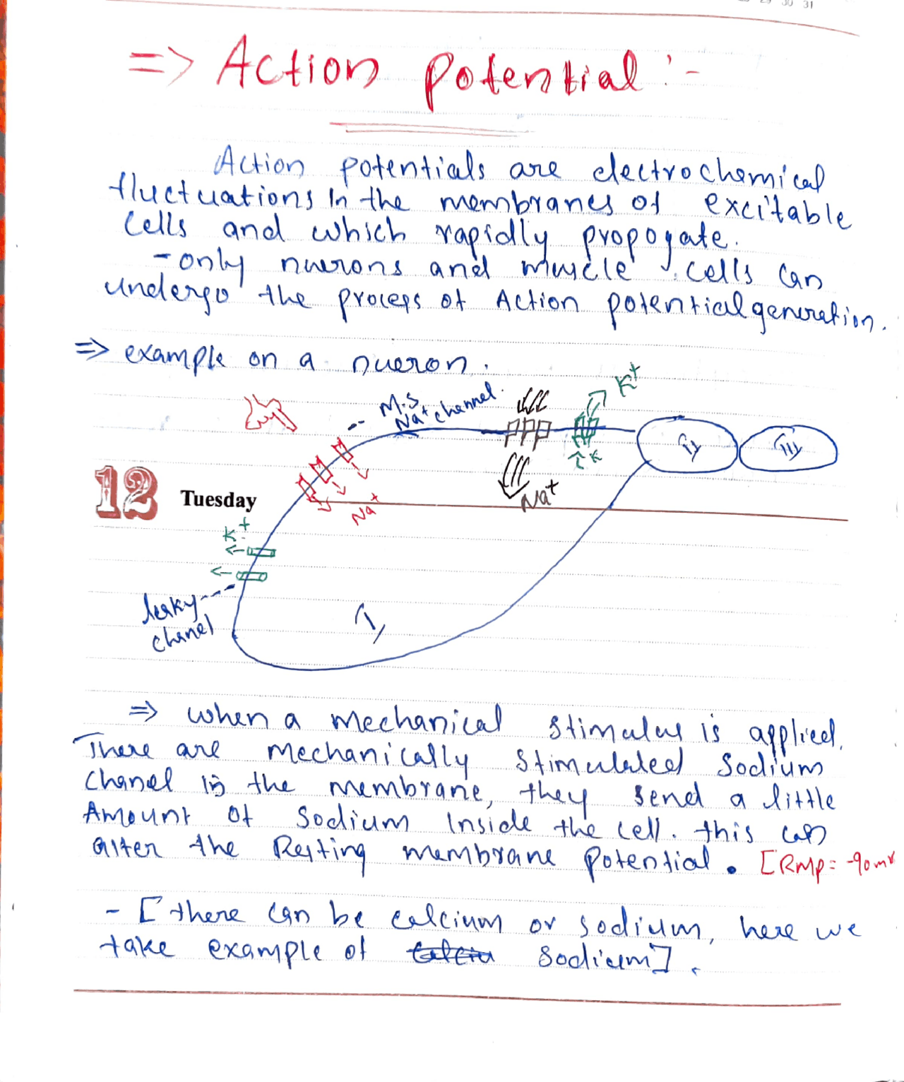 Action Potential Notes.pdf WHAT IS ACTION POTENTIAL | Study notes Physiology | Docsity