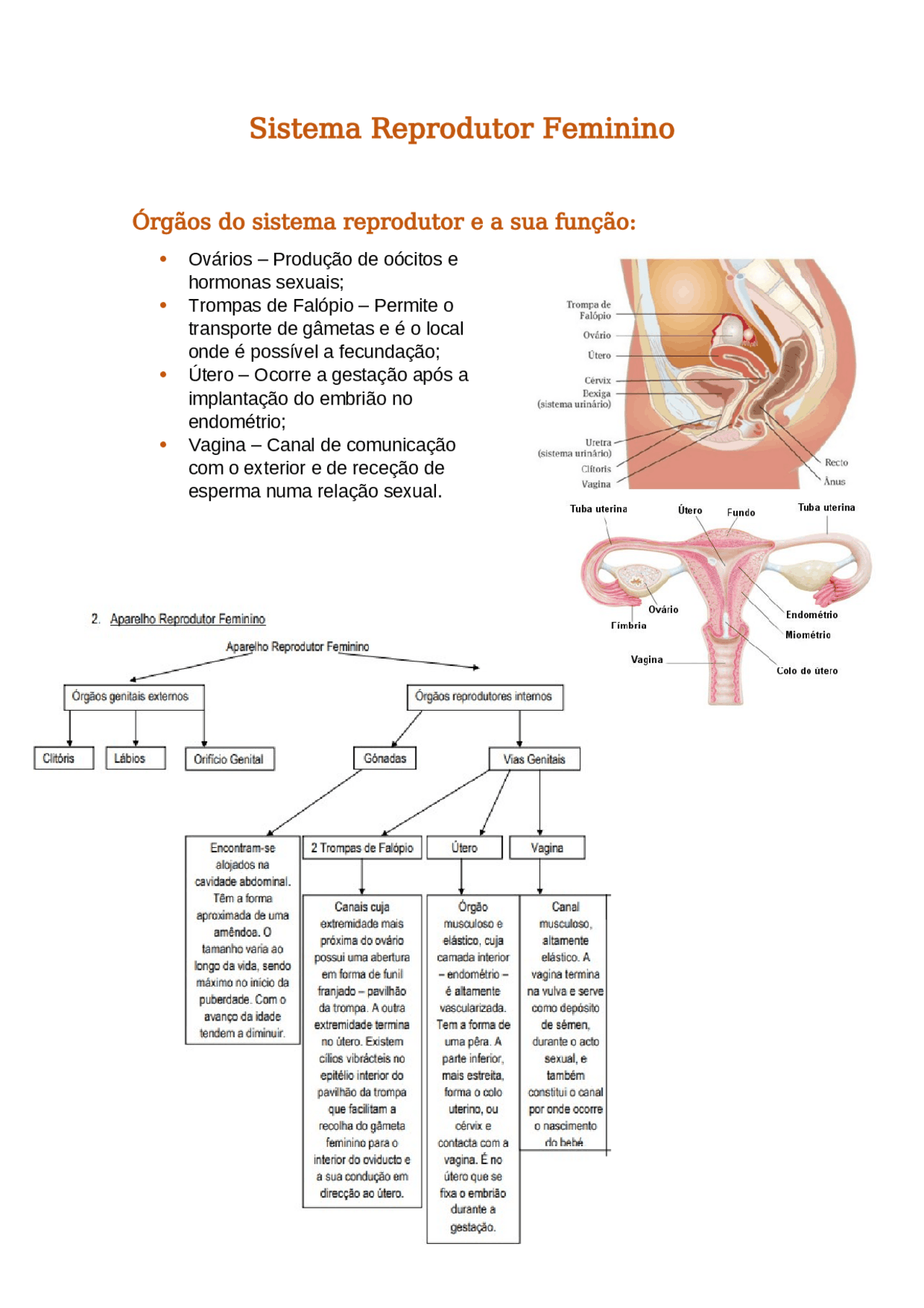 Sistema Reprodutor Feminino | Notas de estudo Biologia | Docsity