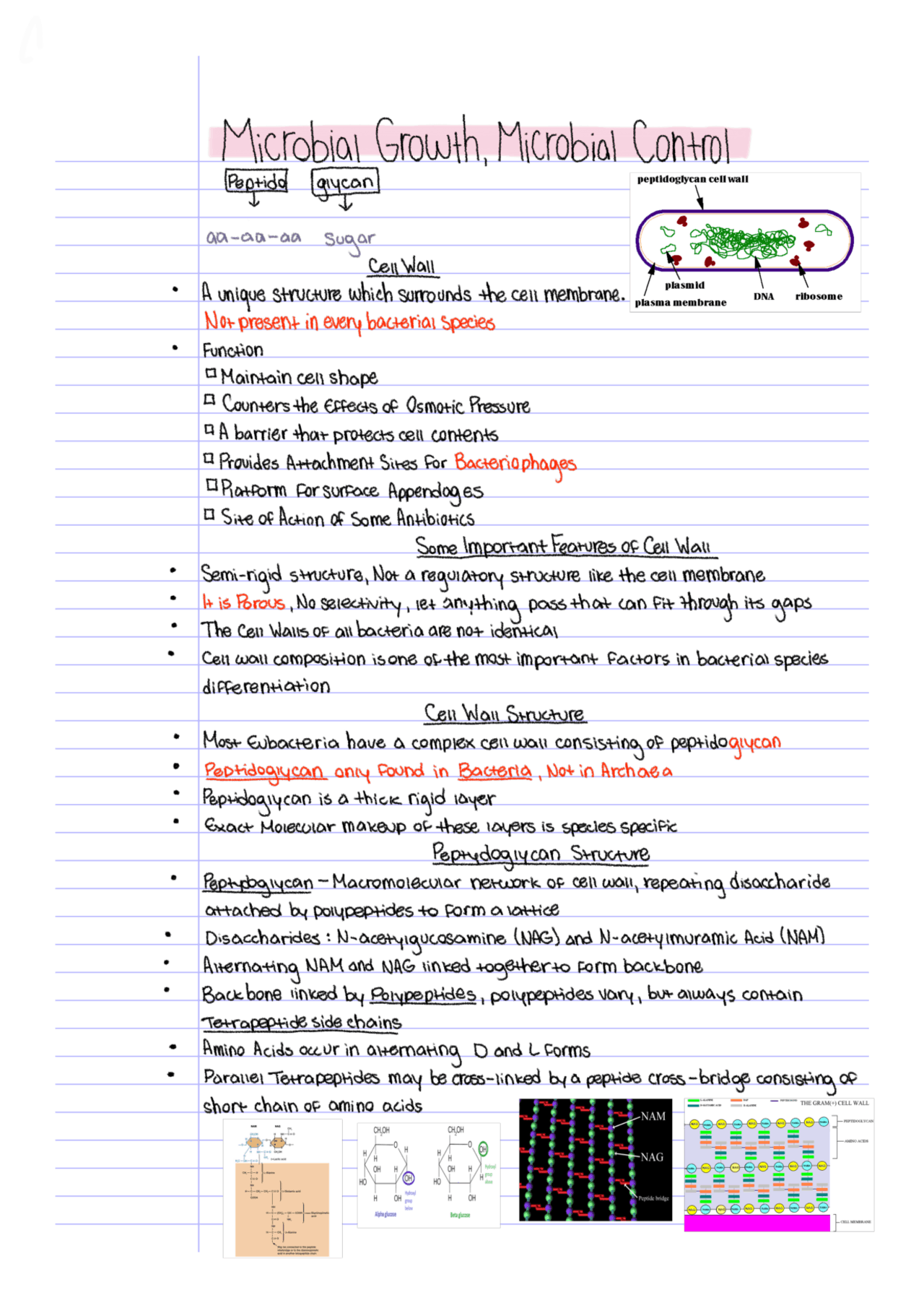 Microbiology chapter 3 | Lecture notes Microbiology | Docsity