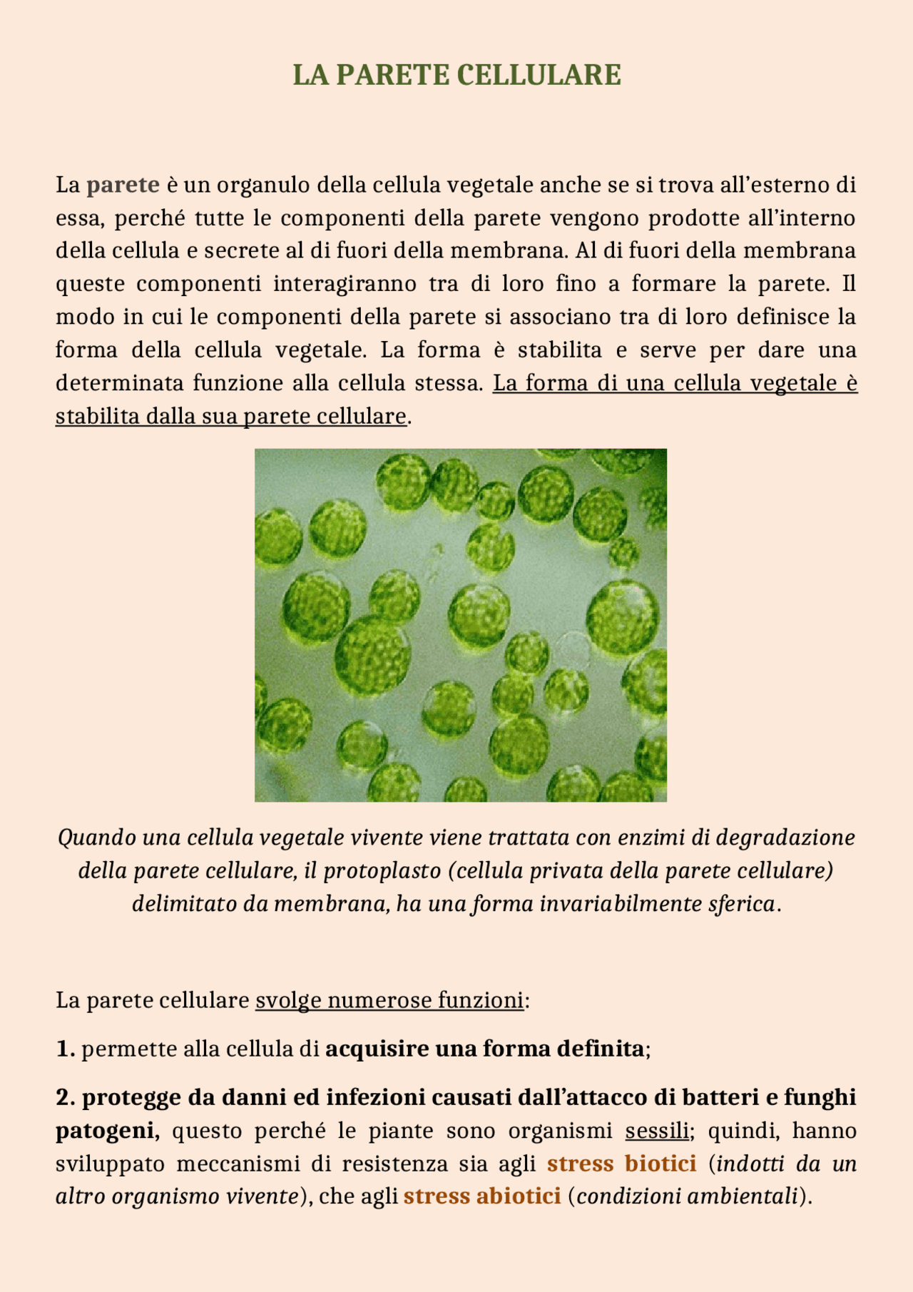 Strati Cellula La parete cellulare delle cellule vegetali | Dispense di Biologia | Docsity