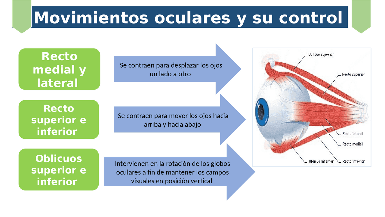 Los Movimientos Oculares Sacádicos Son Un Ejemplo De Procesos