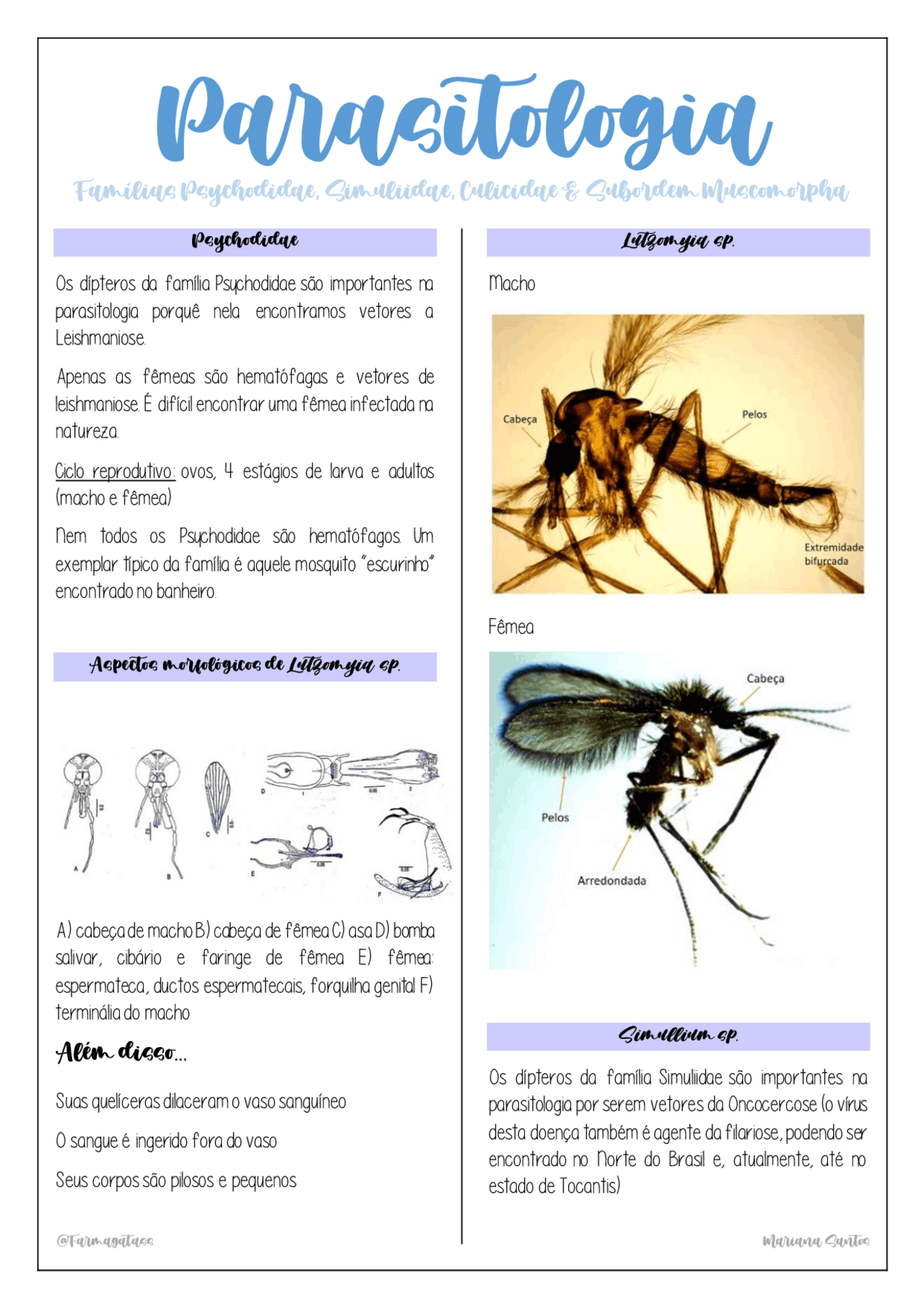 Famílias Psychodidae, Simuliidae, Culicidae | Notas de estudo ...