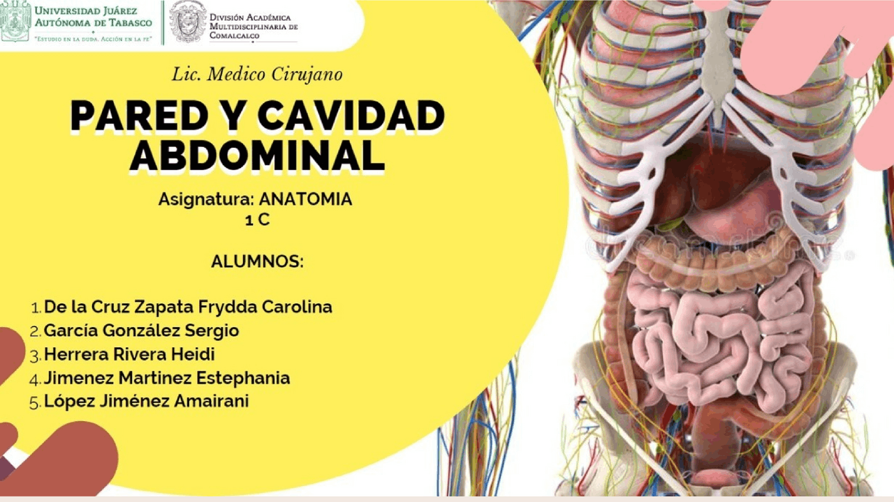 Pared y cavidad abdominal | Diapositivas de Anatomía | Docsity