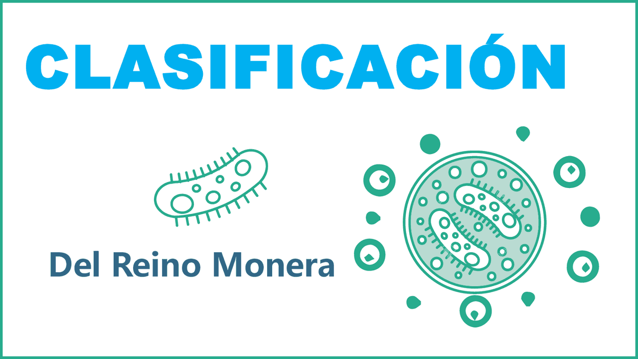 Reino Monera (tipos) | Resúmenes de Biología | Docsity