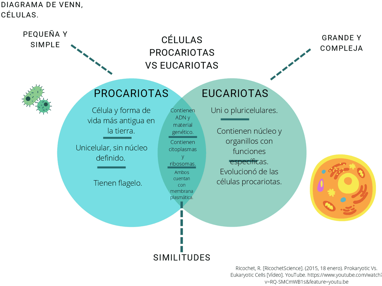 Diferencia Entre Clula Eucariota Y Procariota Esquemas