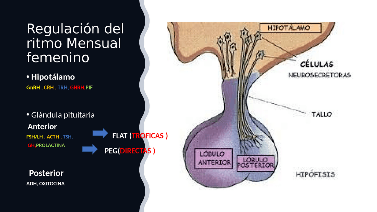 Regulación del ritmo sexual | Diapositivas de Sociología y ética | Docsity