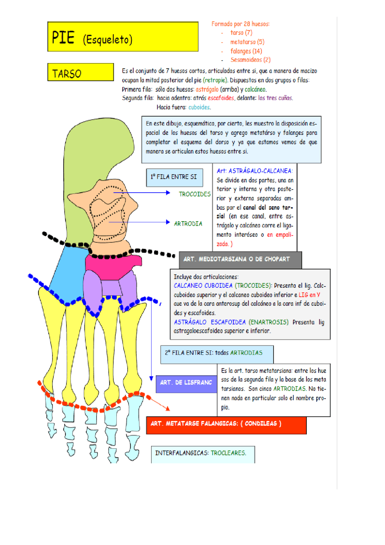 RESUMEN DE ANATOMÍA DEL PIE | Apuntes de Anatomía | Docsity