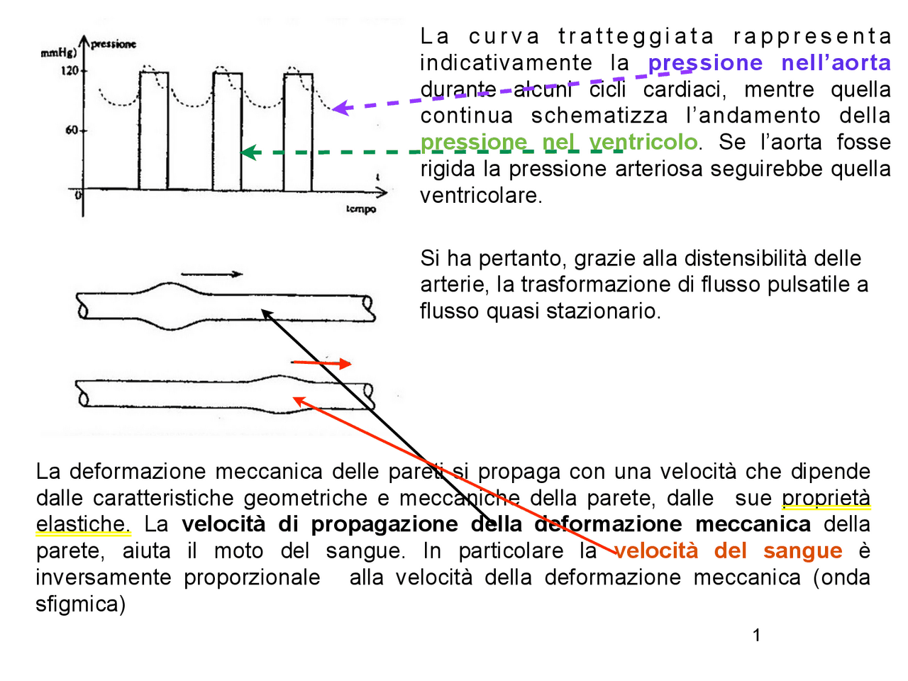 Elasticità di un corpo, Hooke e Young Slide di Fisica Docsity