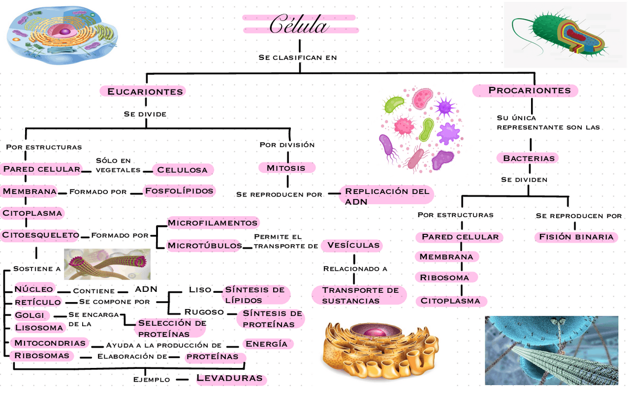 Mapa conceptual células eucarionte y procarionte | Esquemas y mapas
