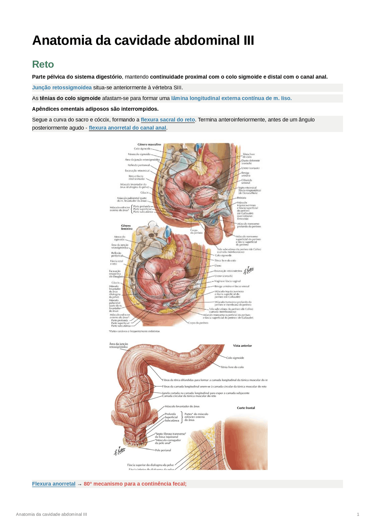 Anatomia da cavidade abdominal - peritônio, cavidade peritoneal e ...