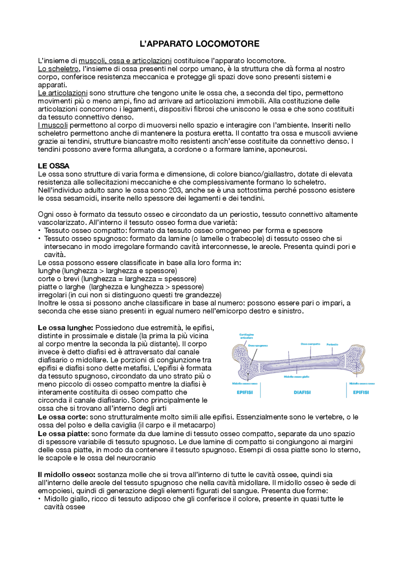 Sintesi completa dell'apparato locomotore, PER IL TEST DI MEDICINA ...