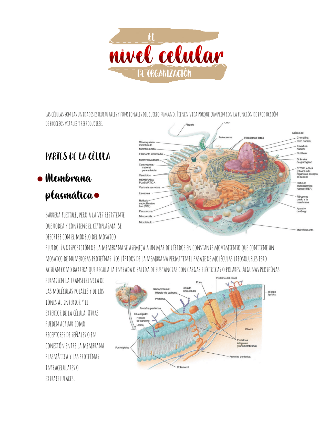 resumen-el-nivel-celular-de-organizaci-n-res-menes-de-anatom-a-docsity