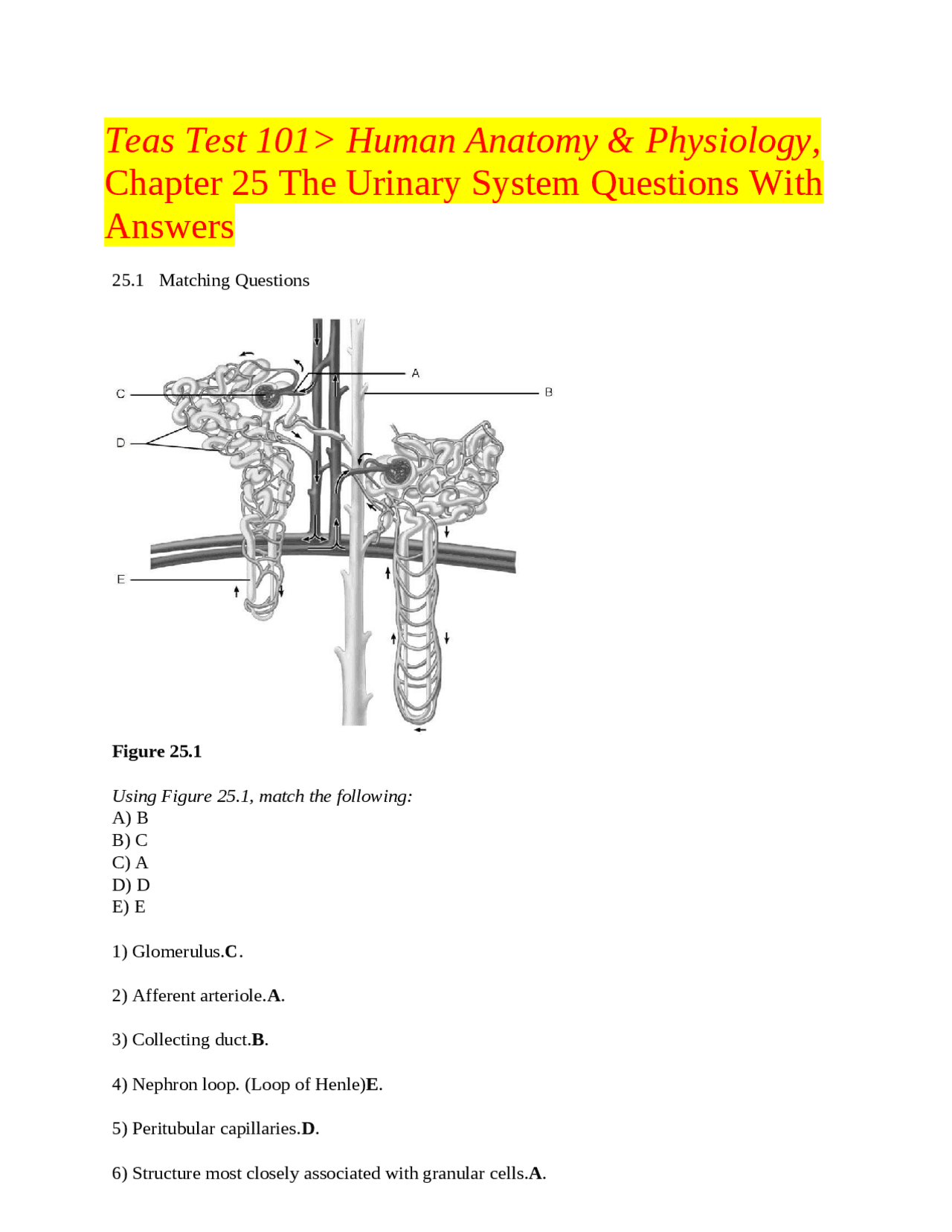 Teas Test 101> Human Anatomy & Physiology, Chapter 25 The Urinary