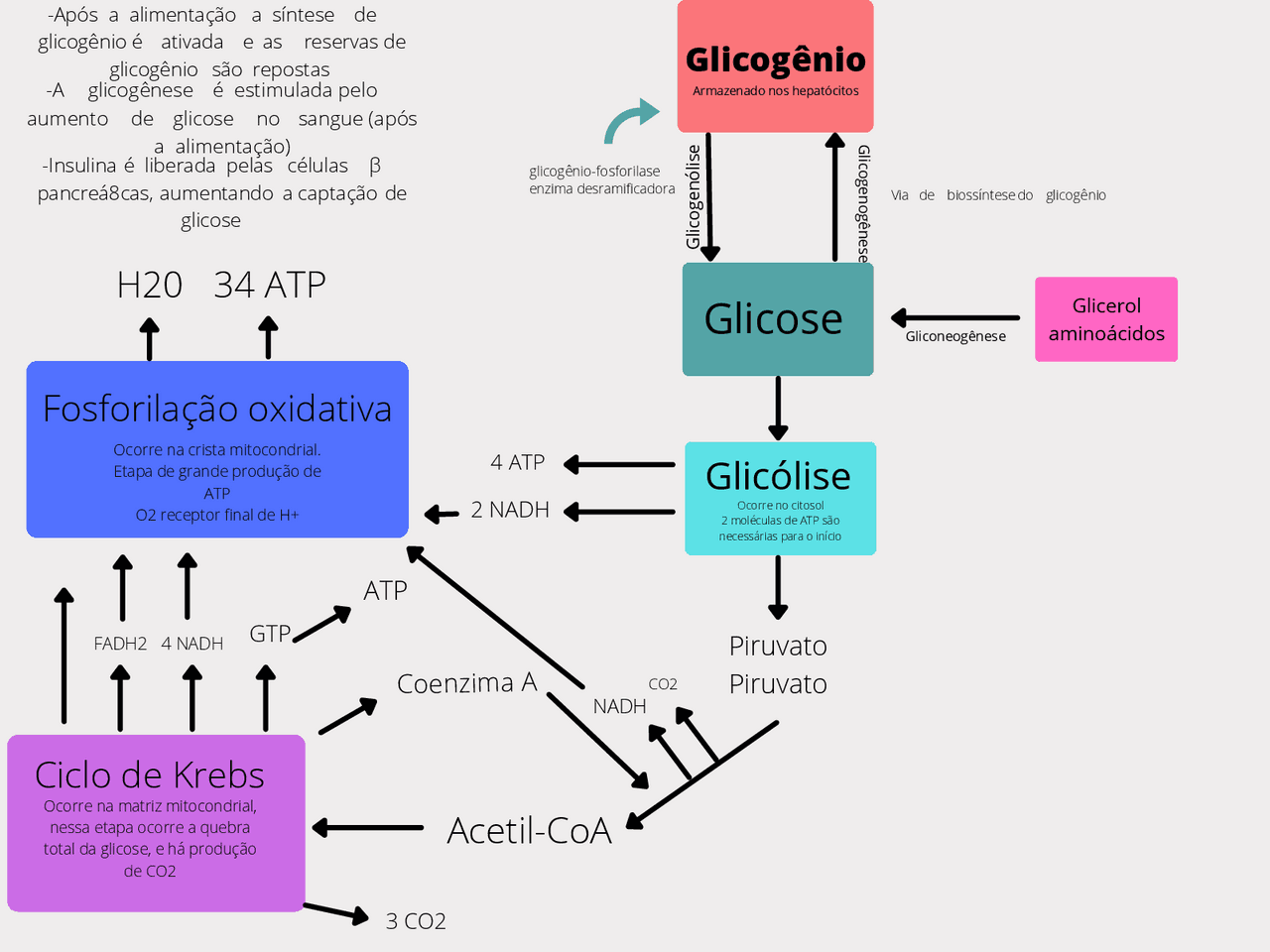 Via Metabolica Da Glicose - RETOEDU