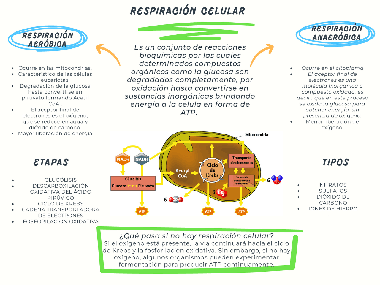 Respiración celular bioquimica | Esquemas y mapas conceptuales de