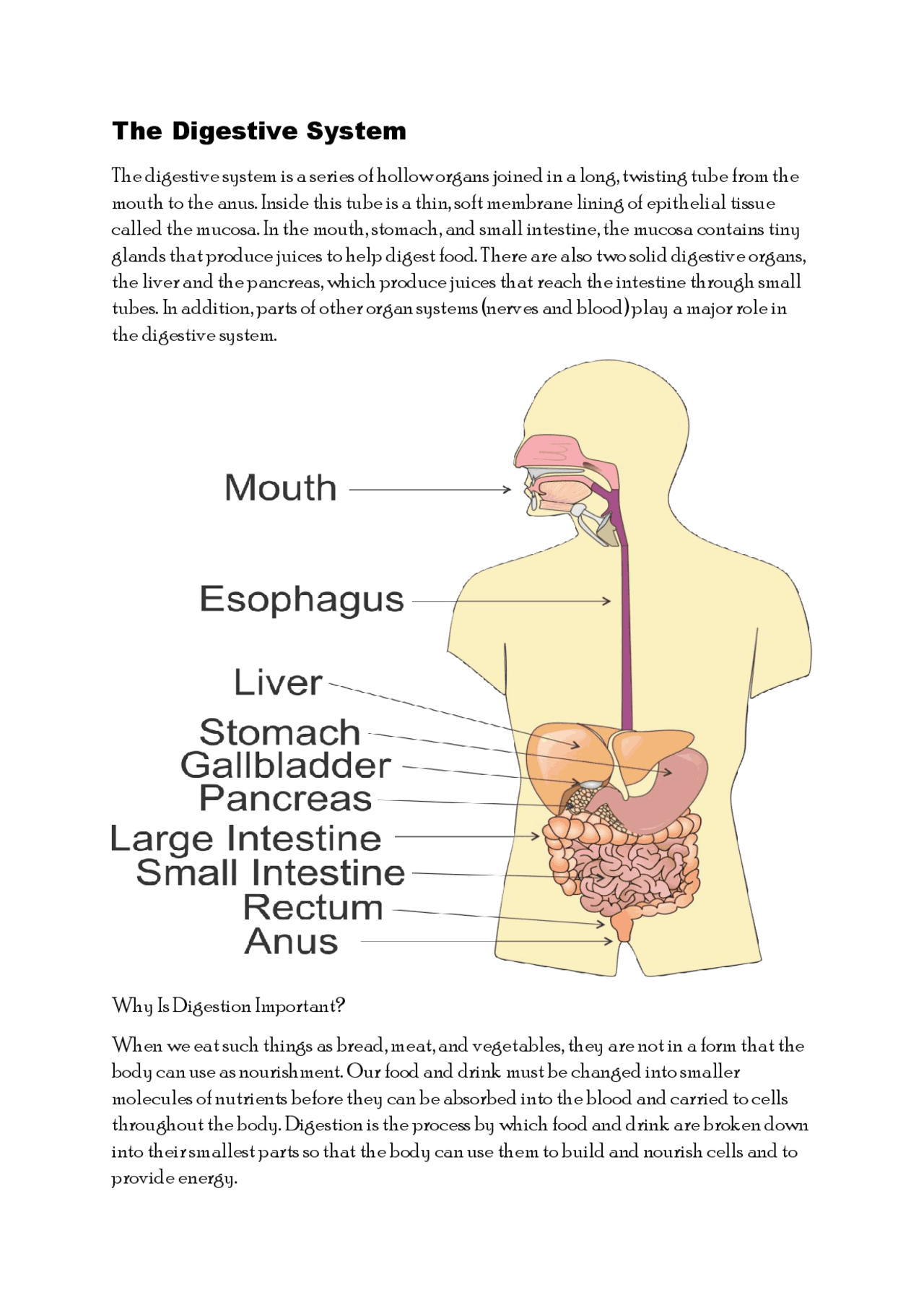 Digestive System and organs related to it. Its functions and importance ...