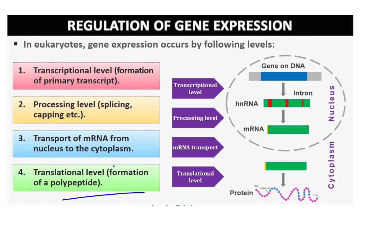 Molecular Basis of Inheritance | Lecture notes Biology | Docsity