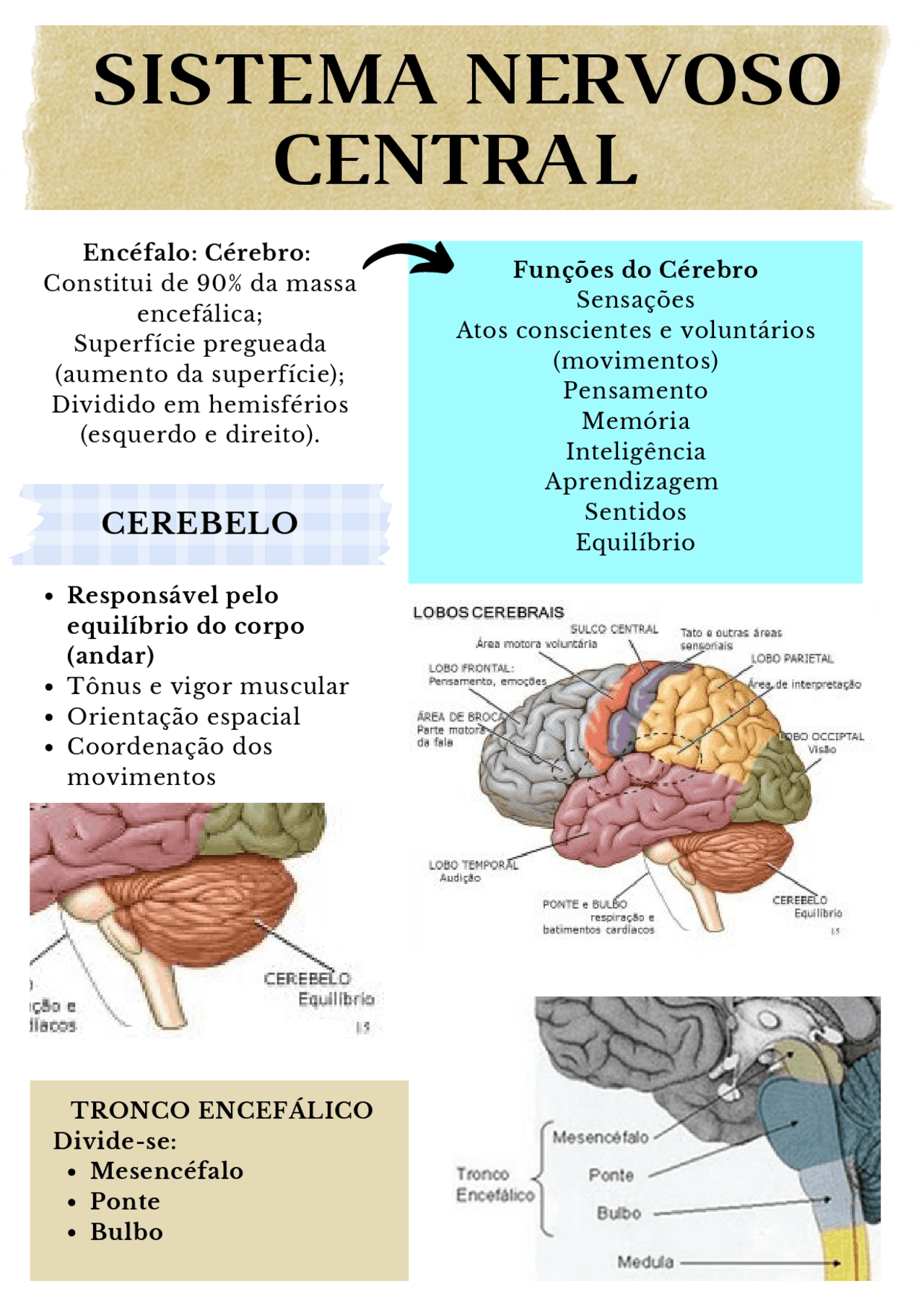Sistema Nervoso Central - Fisiologia Humana | Esquemas Fisiologia ...