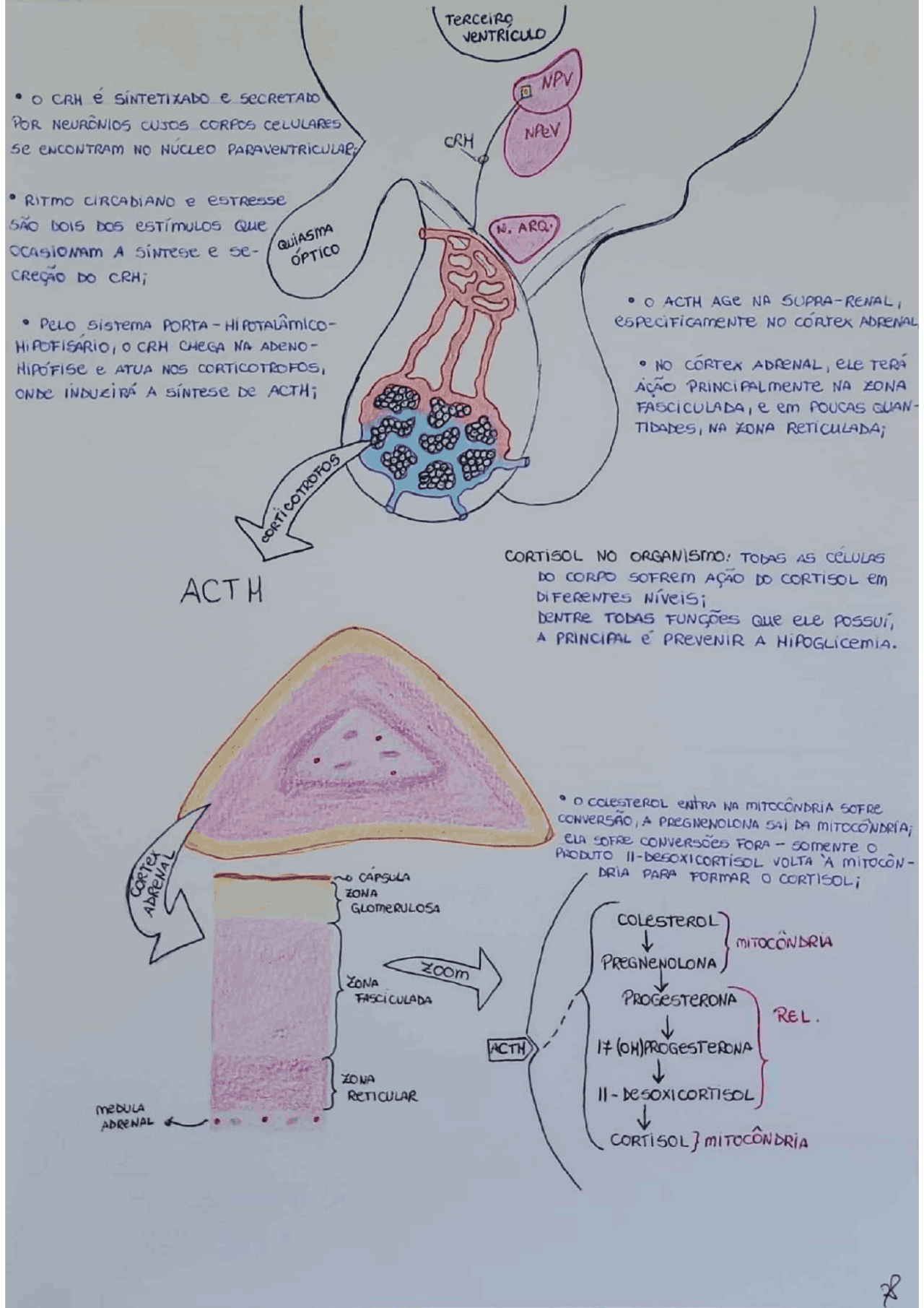 Mapa Conceitual Sobre Via Hormonal CRH E ACTH Esquemas Fisiologia mapa-conceitual-sobre-via-hormonal-crh-e-acth-esquemas-fisiologia