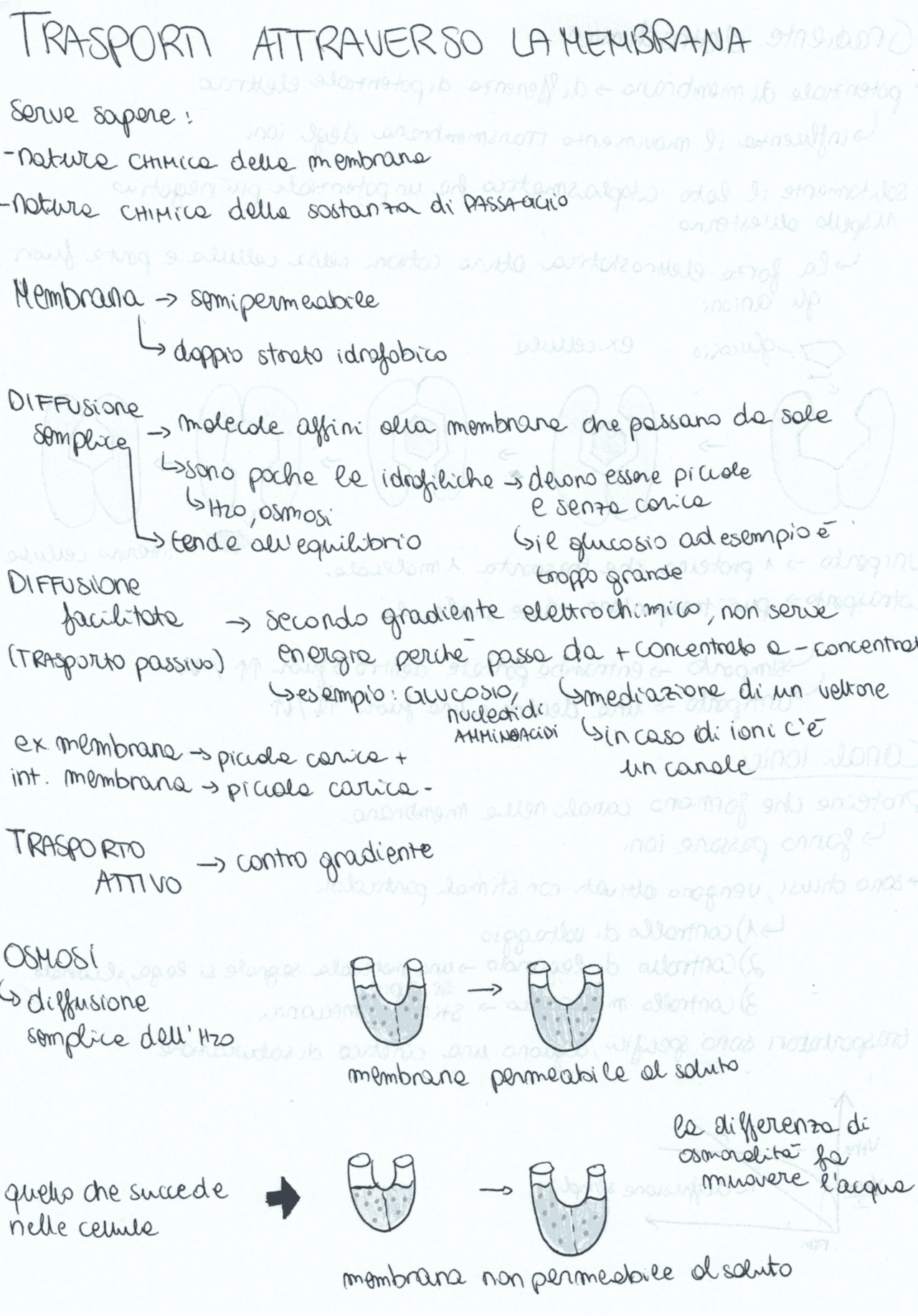 I TRASPORTI DI MEMBRANA Dispense di Biologia Animale Docsity
