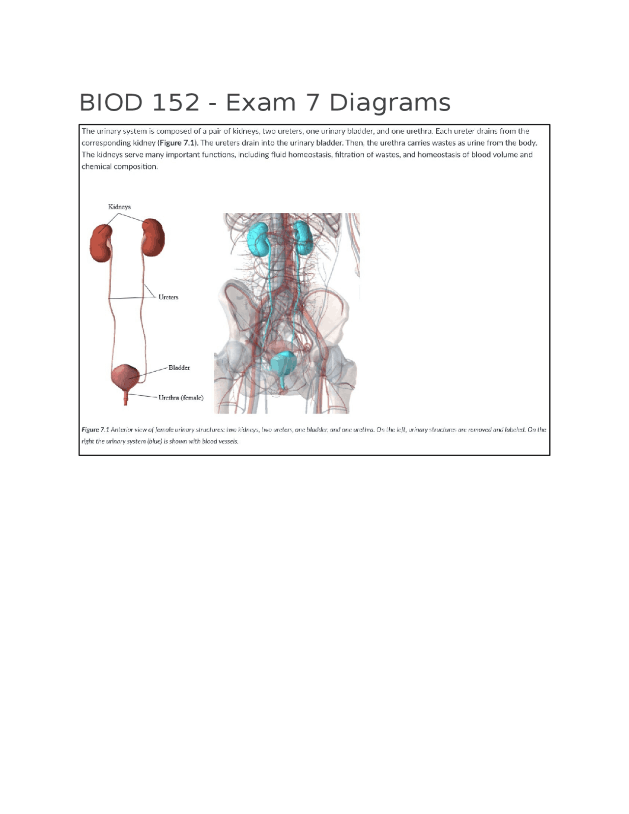 The Urinary System and Nephrons | Exams Nursing | Docsity