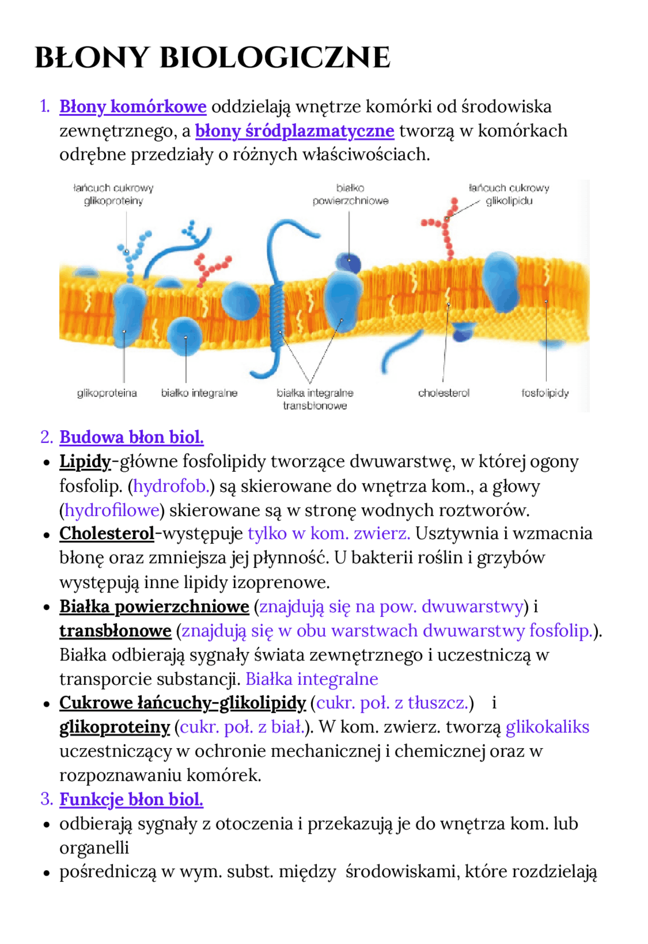 Notatka B ony Biologiczne Notatki Biologia Docsity notatka-b-ony-biologiczne-notatki-biologia-docsity