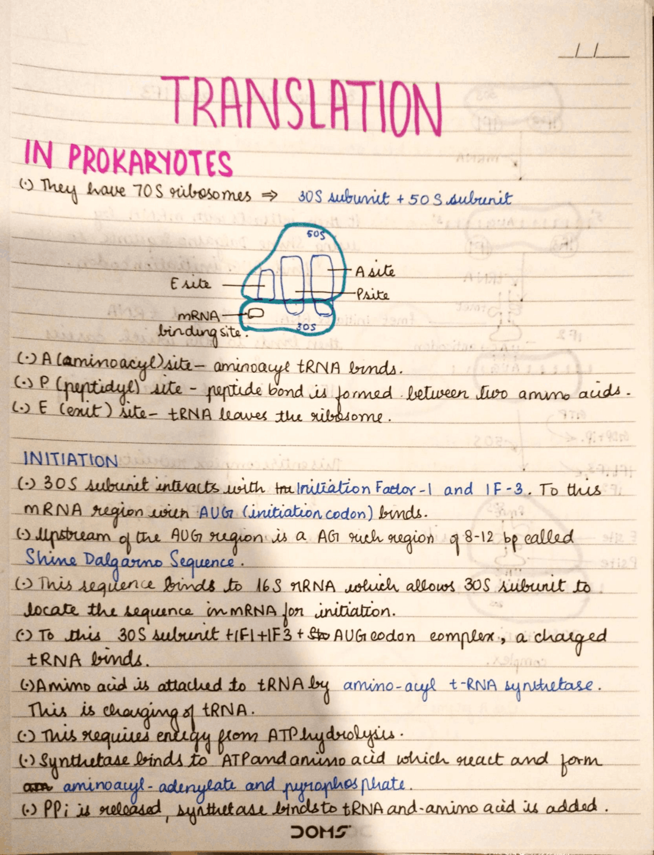 Translation in prokaryotes and eukaryotes | Study notes Molecular ...