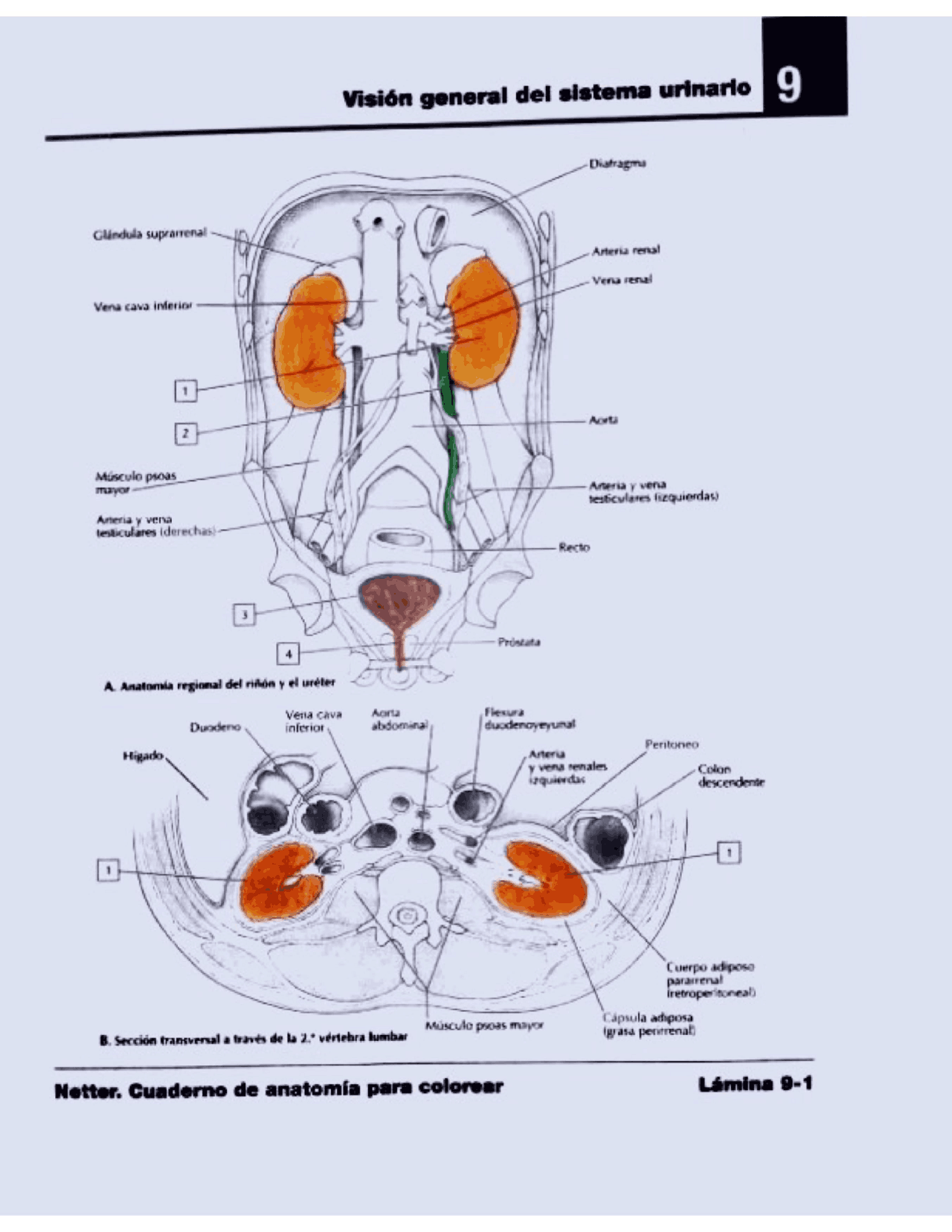 Netter Anatomia y Fisiología | Apuntes de Anatomía | Docsity