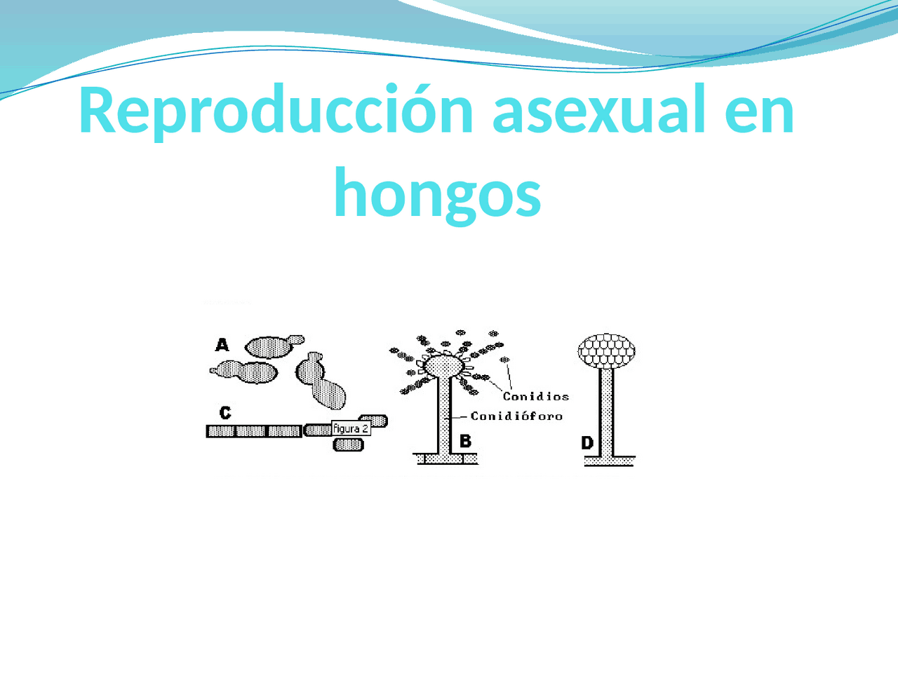 Mecanismos De Reproduccion Asexual En Hongos