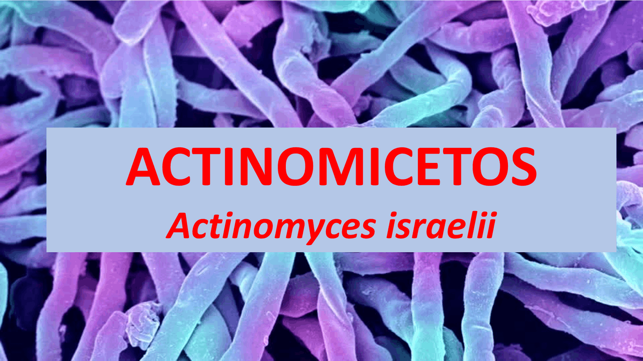 ACTINOMICETOS - Actinomyces israelii | Slides Microbiologia | Docsity