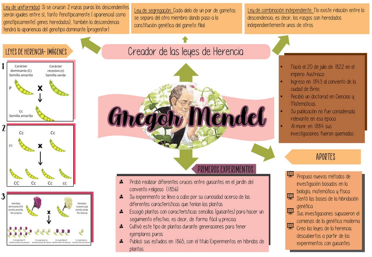 Gregor Mendel - Leyes, aportes y vida | Esquemas y mapas conceptuales