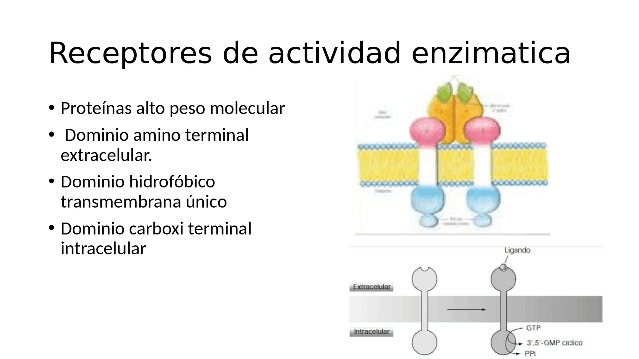 Receptores enzimaticos | Apuntes de Bioquímica | Docsity