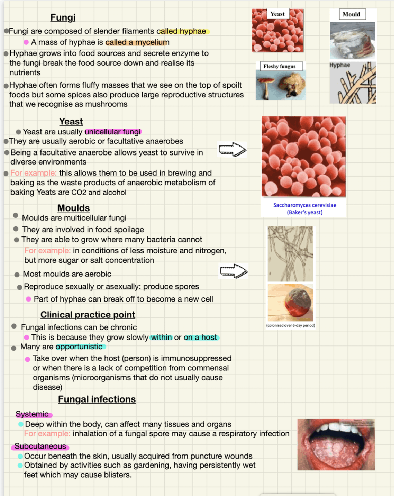 Fungi, Yeast and mould | Study notes Nursing | Docsity