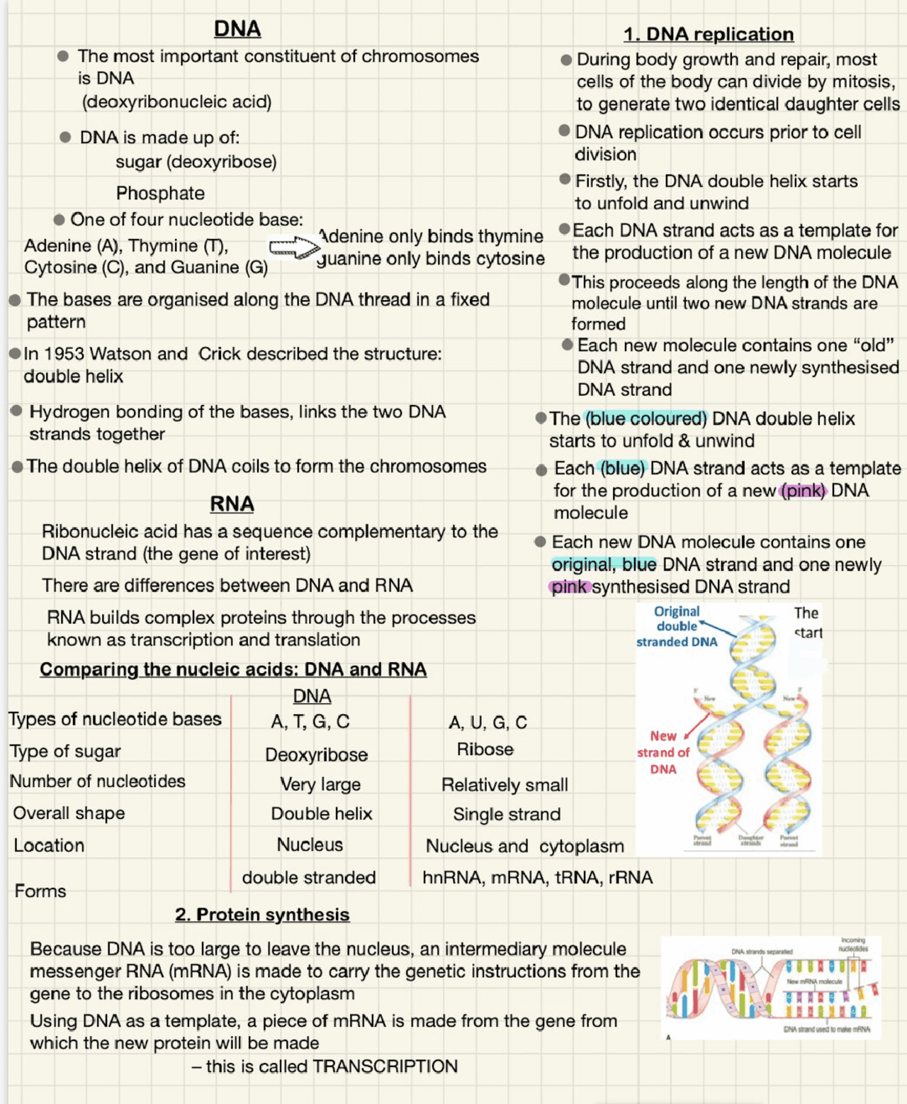 Notes on DNA and RNA | Study notes Nursing | Docsity