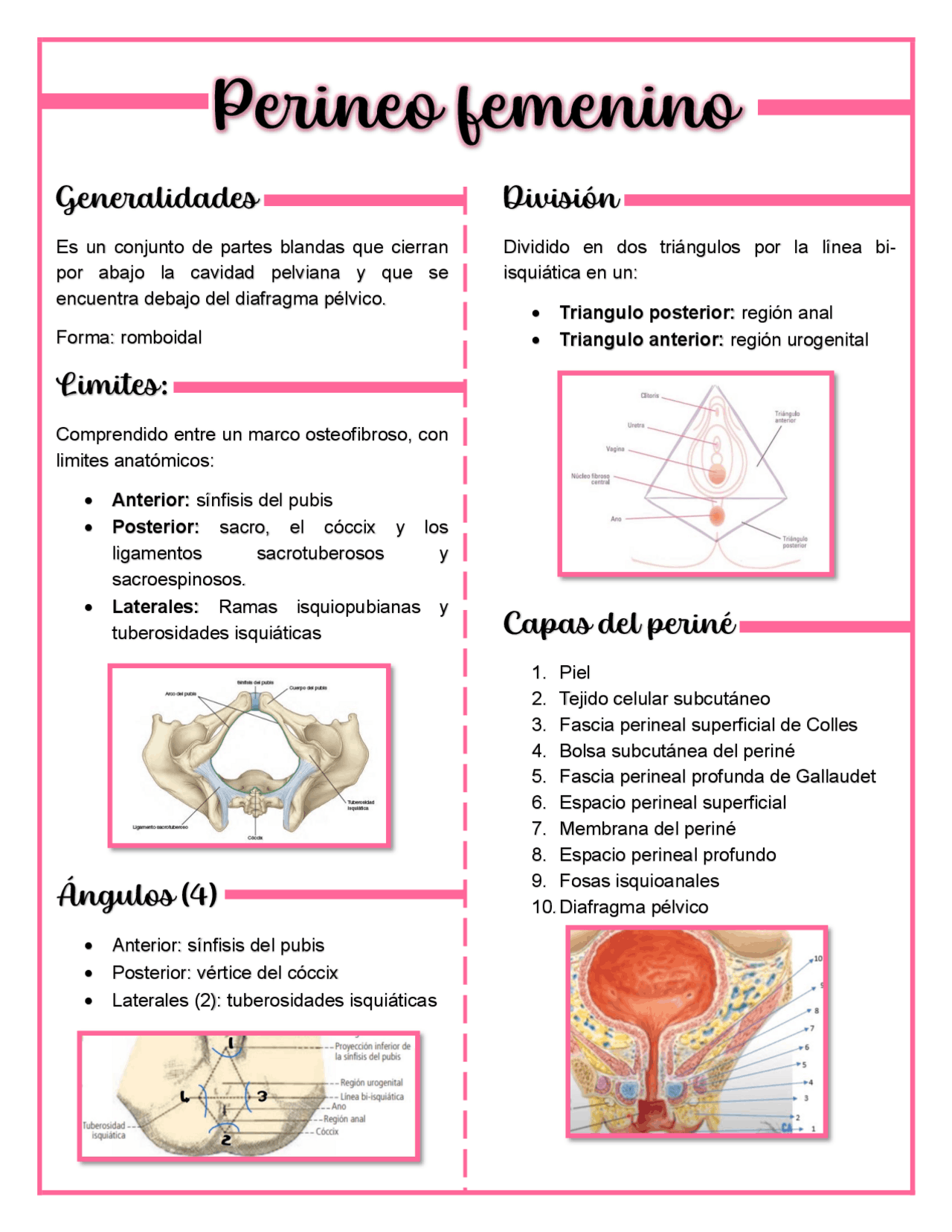 Perineo Femenino resumen | Resúmenes de Anatomía | Docsity