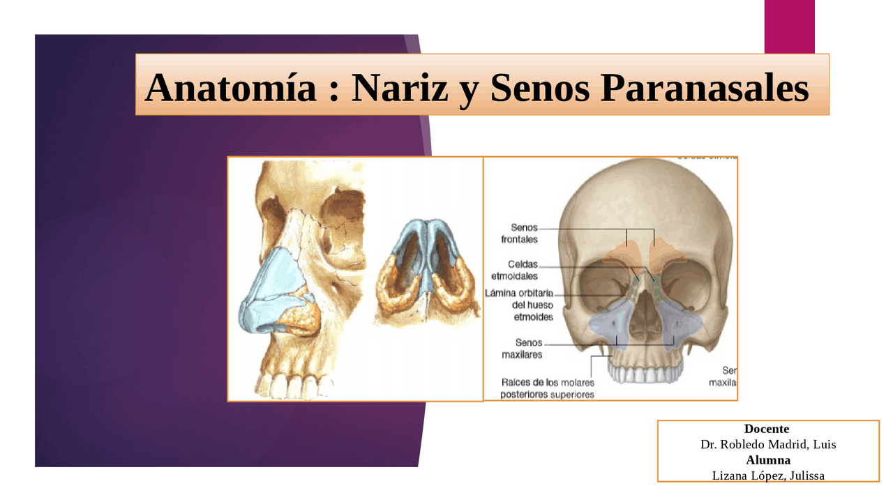 Anatomía de Nariz y senos paranasales | Apuntes de Anatomía | Docsity