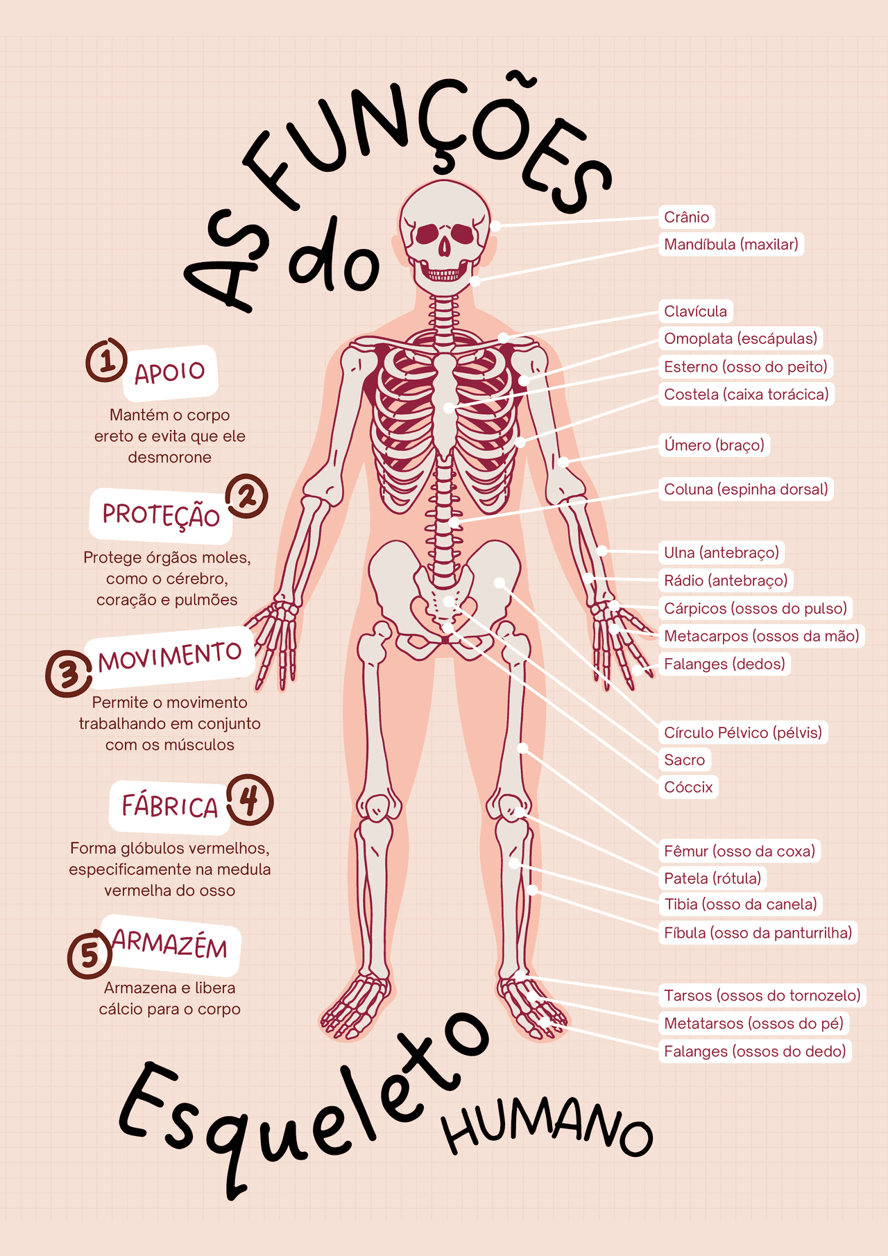 Funções do Esqueleto Humano | Esquemas Anatomia | Docsity